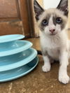 adoptable Cat in napa, CA named Bert Napa