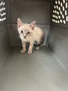 adoptable Cat in napa, CA named Ernie Napa