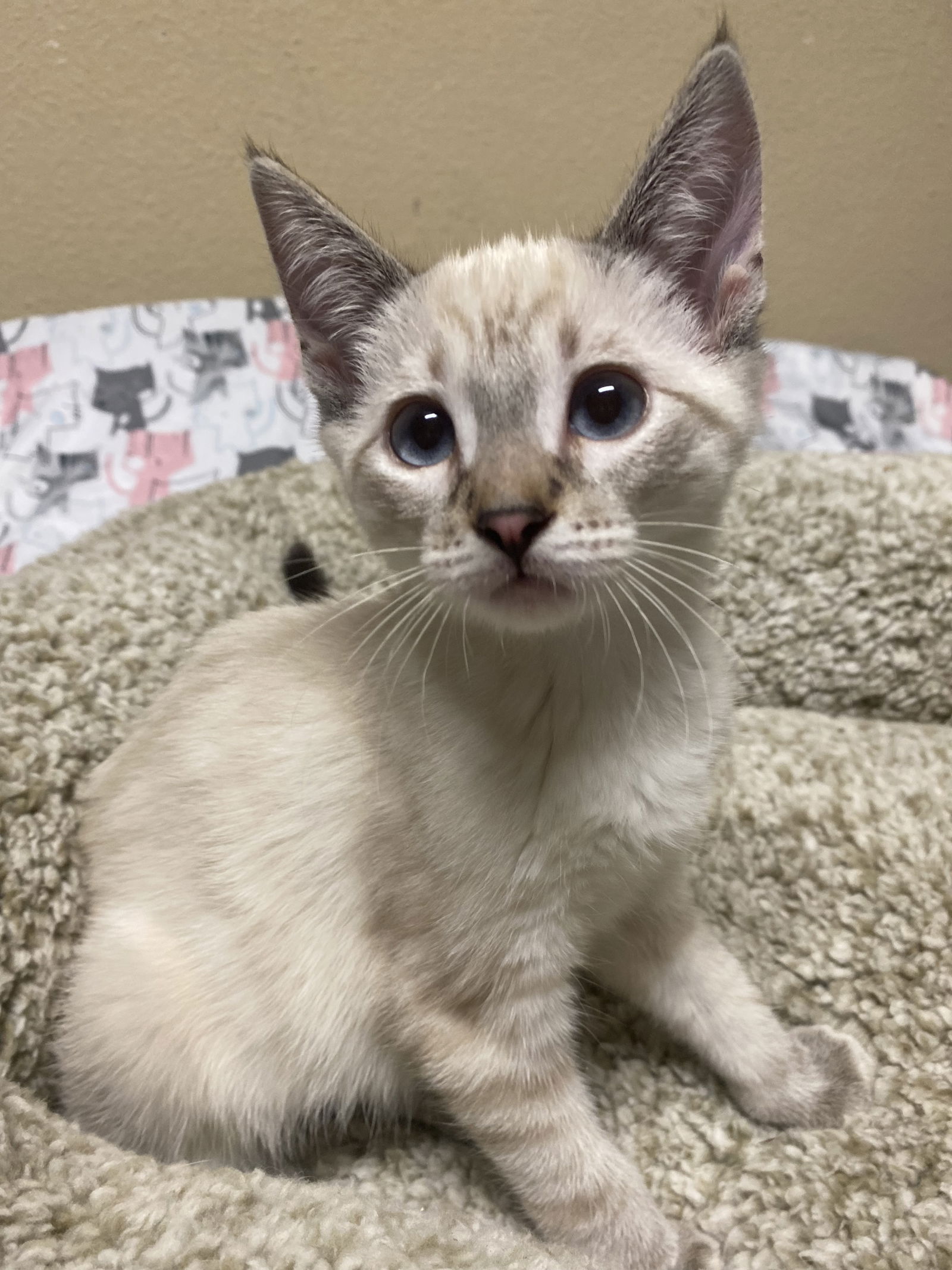 adoptable Cat in Napa, CA named Horchata ( KT)