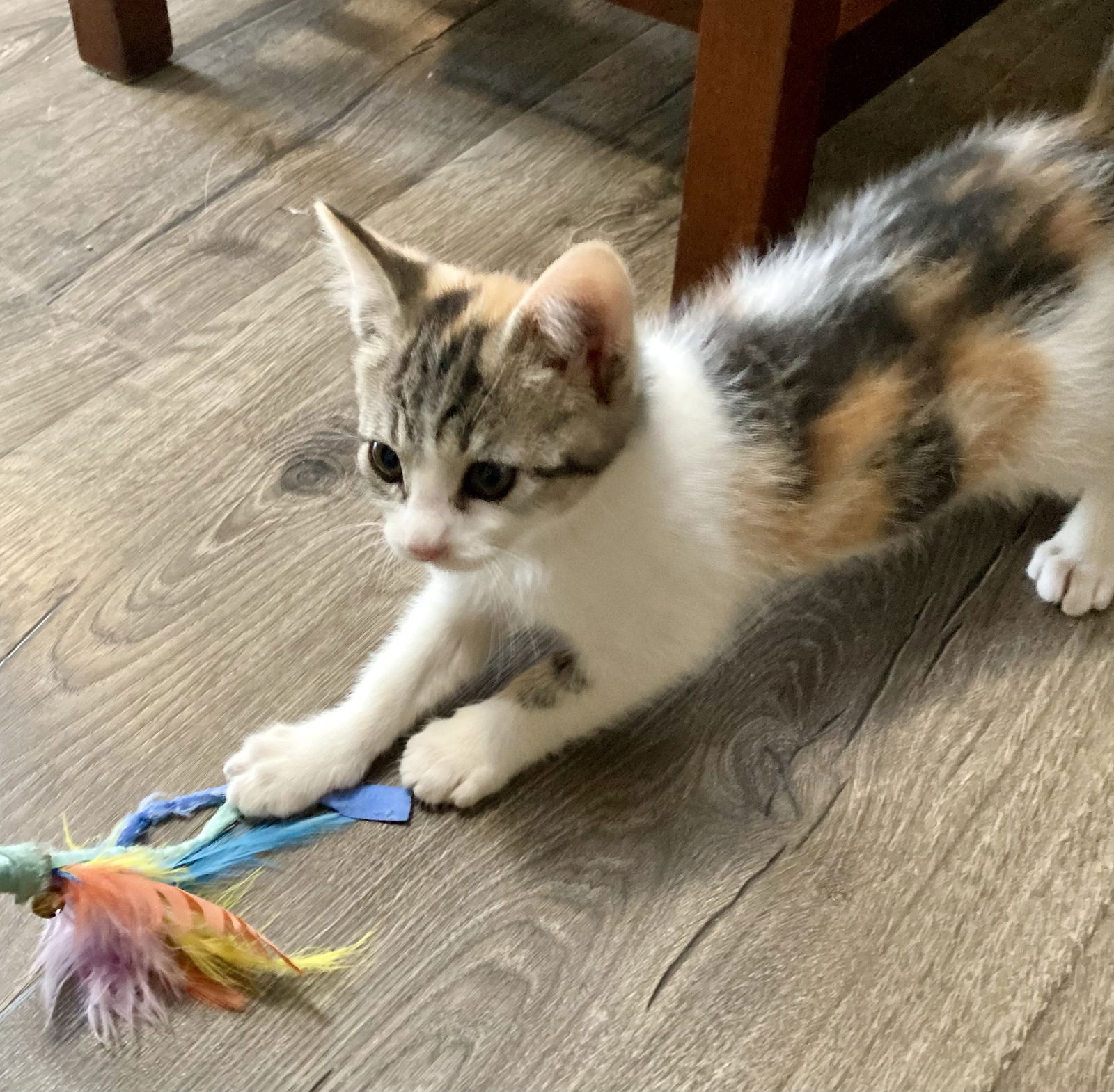 adoptable Cat in Napa, CA named Pippa ( DM)
