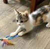 adoptable Cat in  named Pippa ( DM)