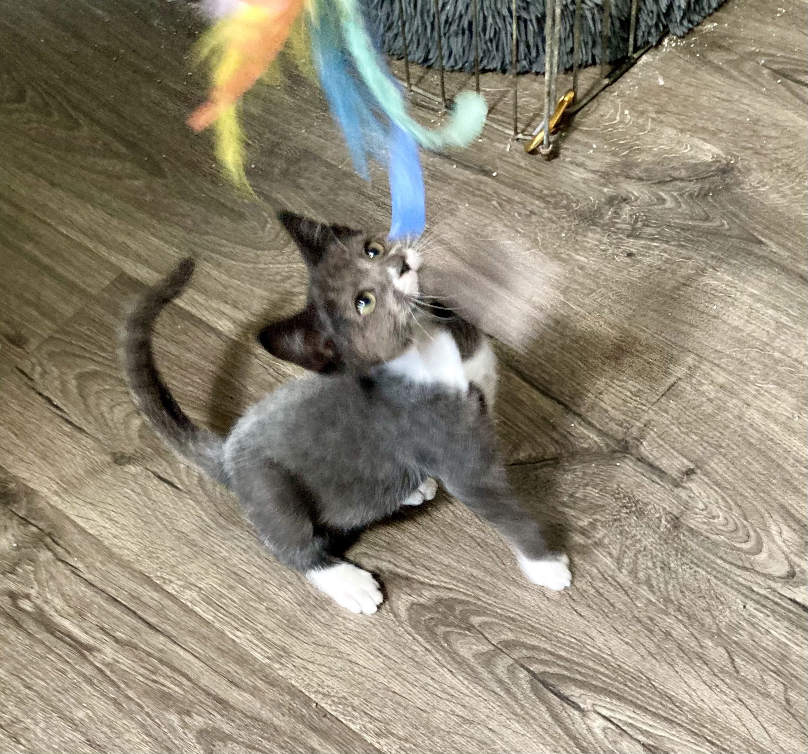 adoptable Cat in Napa, CA named Jasper ( DM)