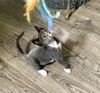 adoptable Cat in  named Jasper ( DM)
