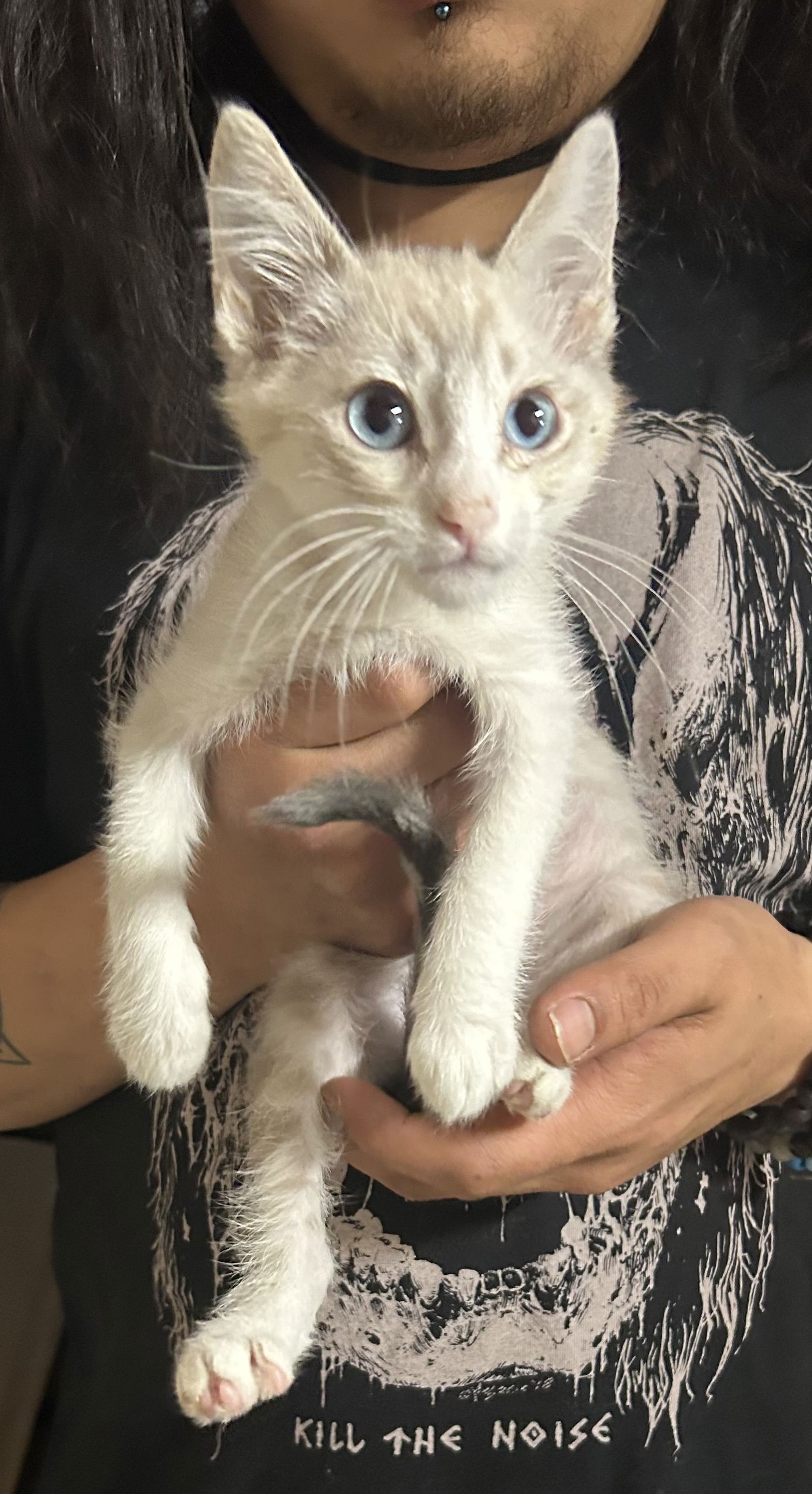adoptable Cat in Napa, CA named Harpo Napa