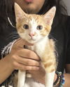 adoptable Cat in  named Creamsicle Napa