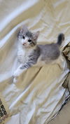 adoptable Cat in napa, CA named Sonny