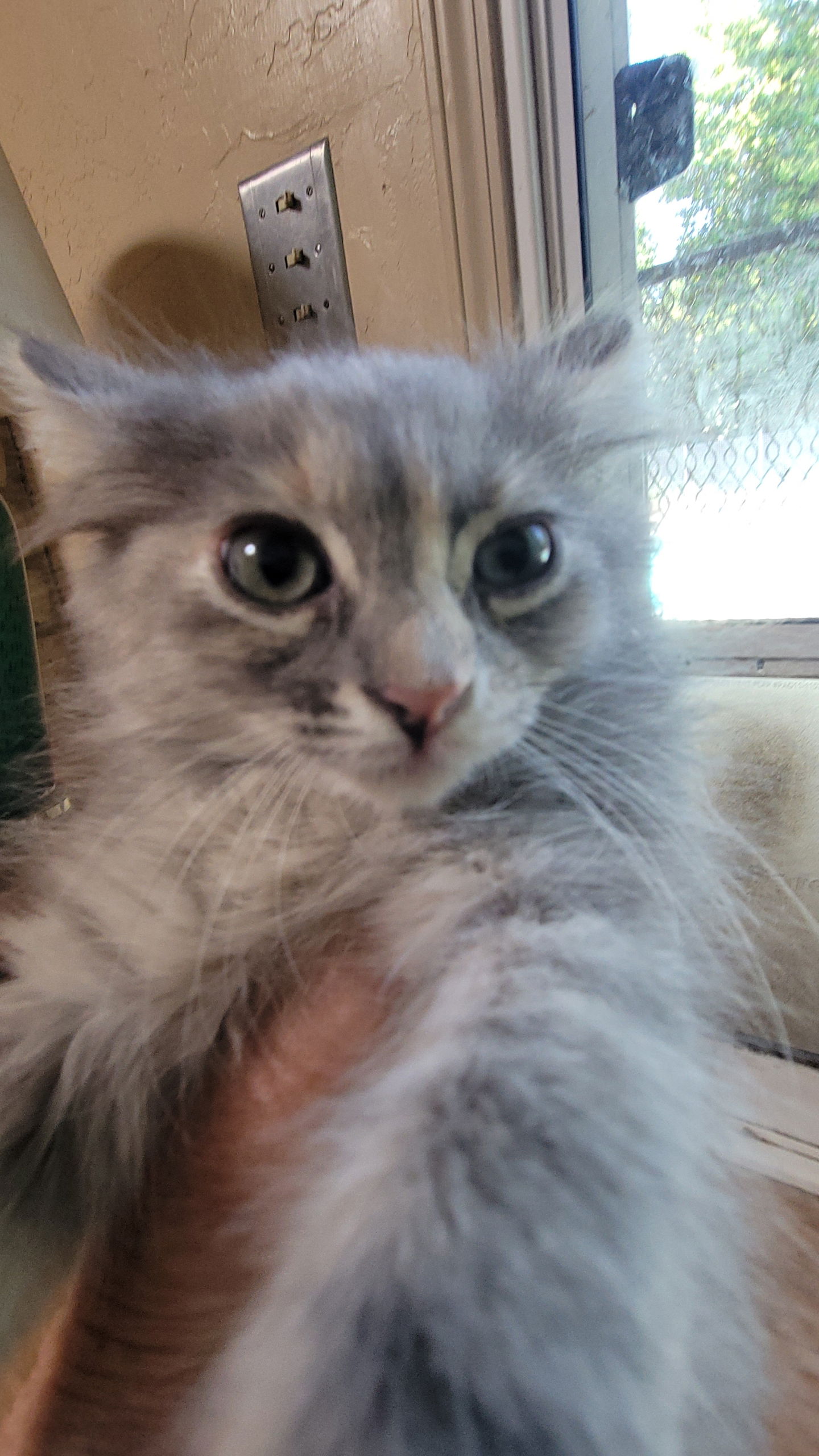 adoptable Cat in Napa, CA named Cher