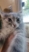adoptable Cat in  named Cher