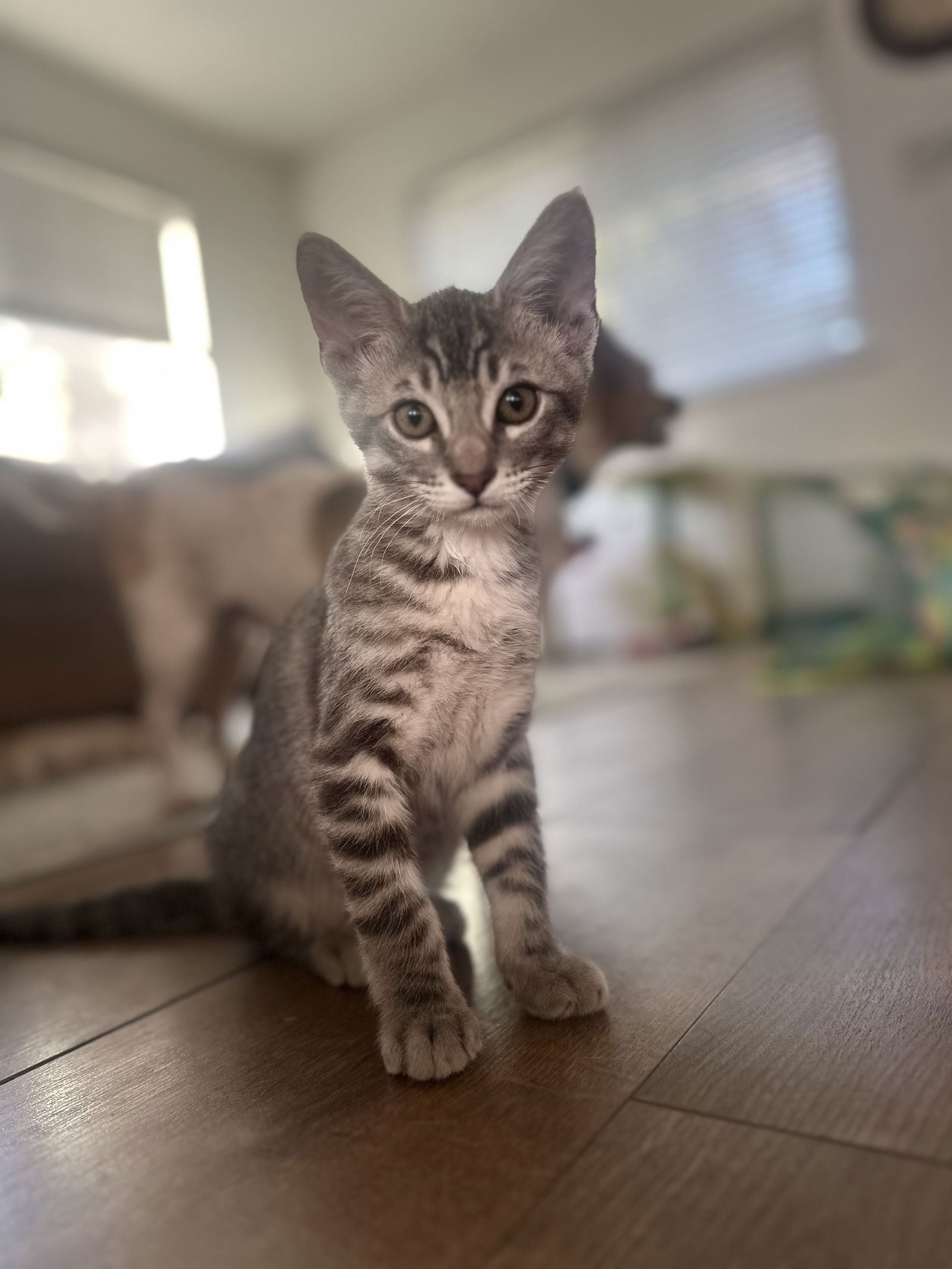 adoptable Cat in Napa, CA named Smokey ( Nicole )