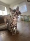 adoptable Cat in napa, CA named Smokey ( Nicole )