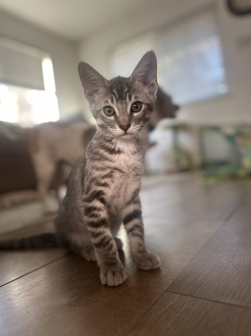 picture of the cat needing adoption