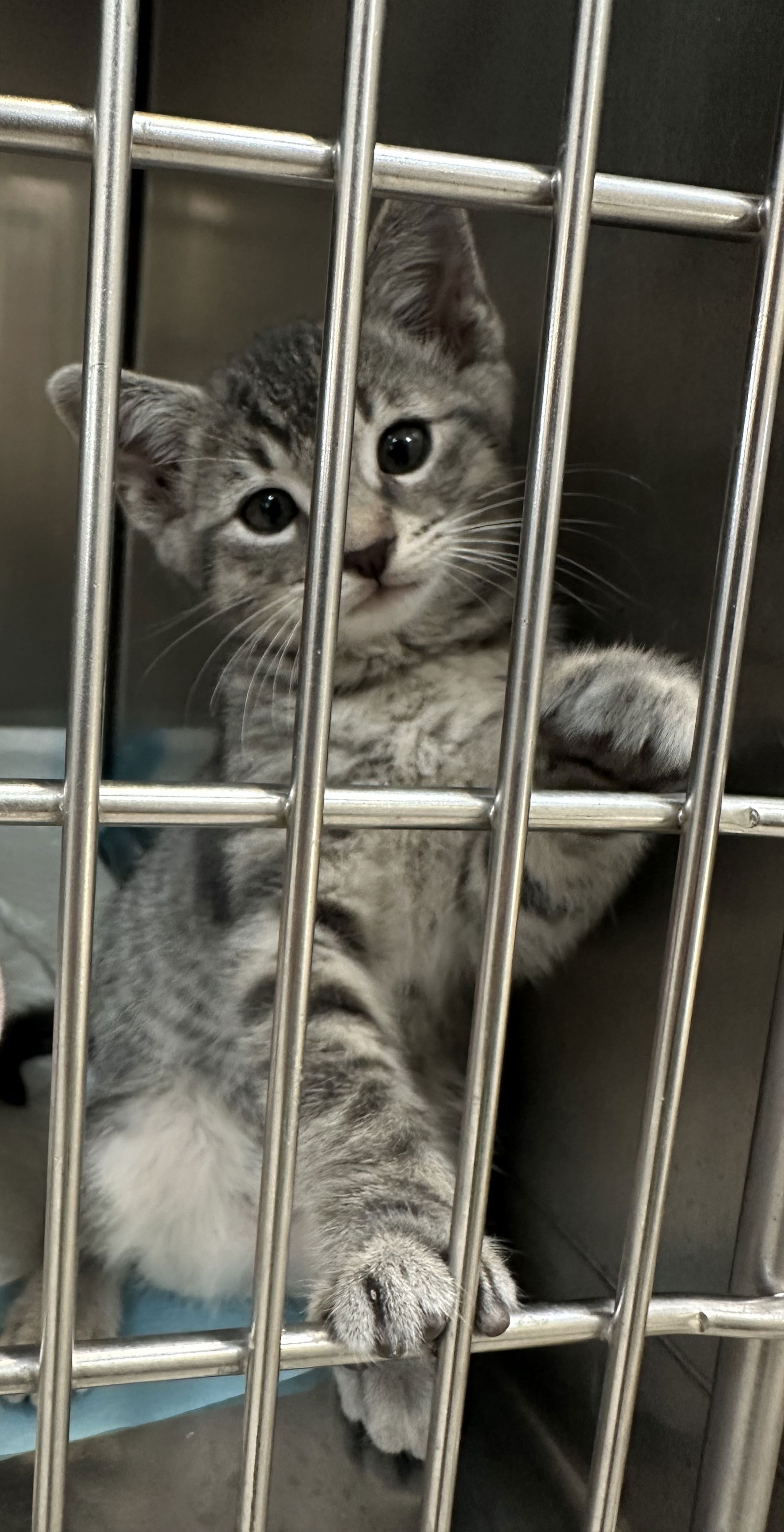 adoptable Cat in Napa, CA named Luca ( Nicole )