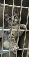 adoptable Cat in napa, CA named Luca  ( Nicole )