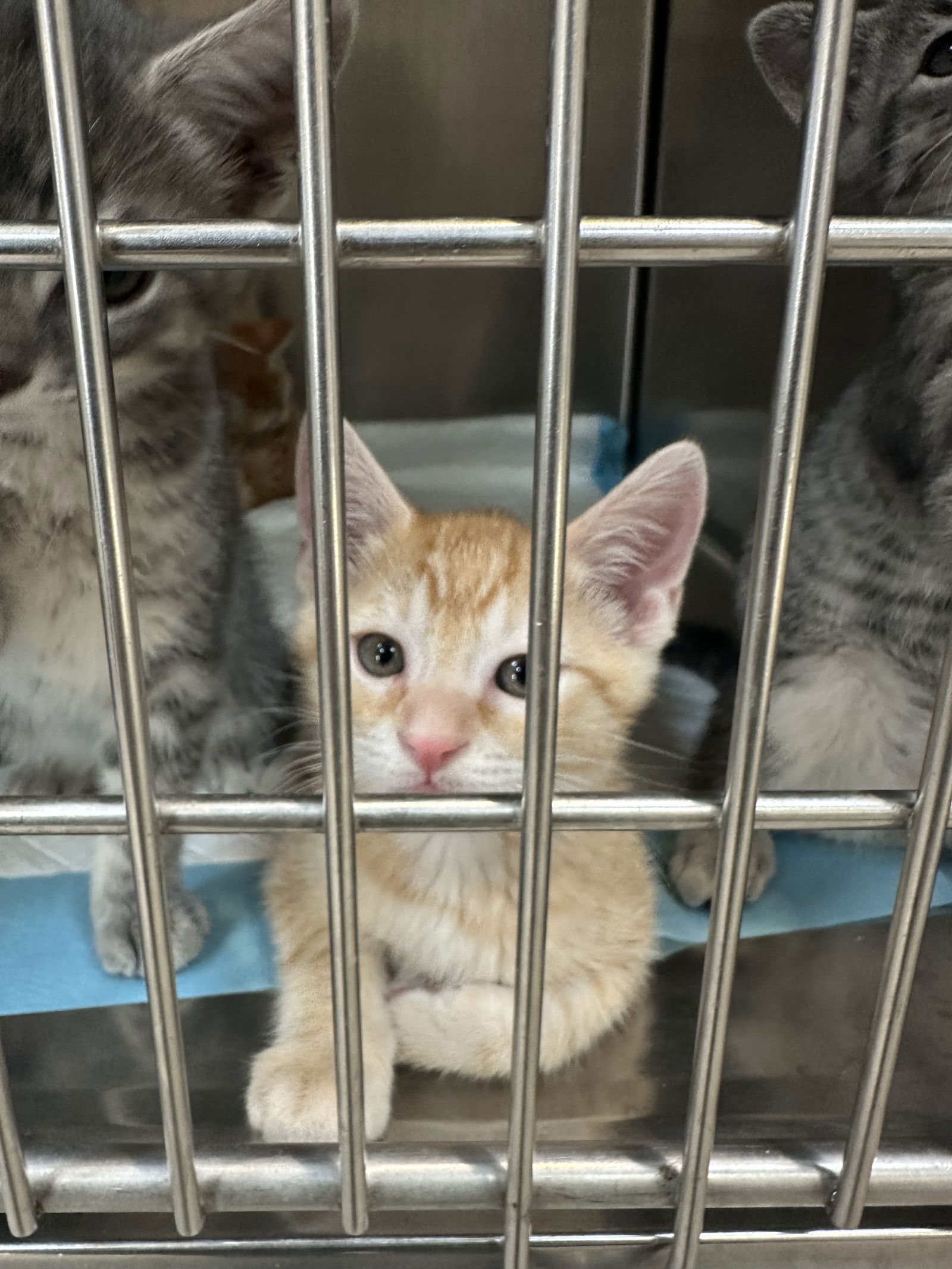 adoptable Cat in Napa, CA named Willie ( Nicole )