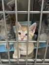 adoptable Cat in napa, CA named Willie ( Nicole )