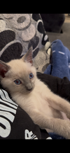 adoptable Cat in napa, CA named Evelyn Grace ( Monica )