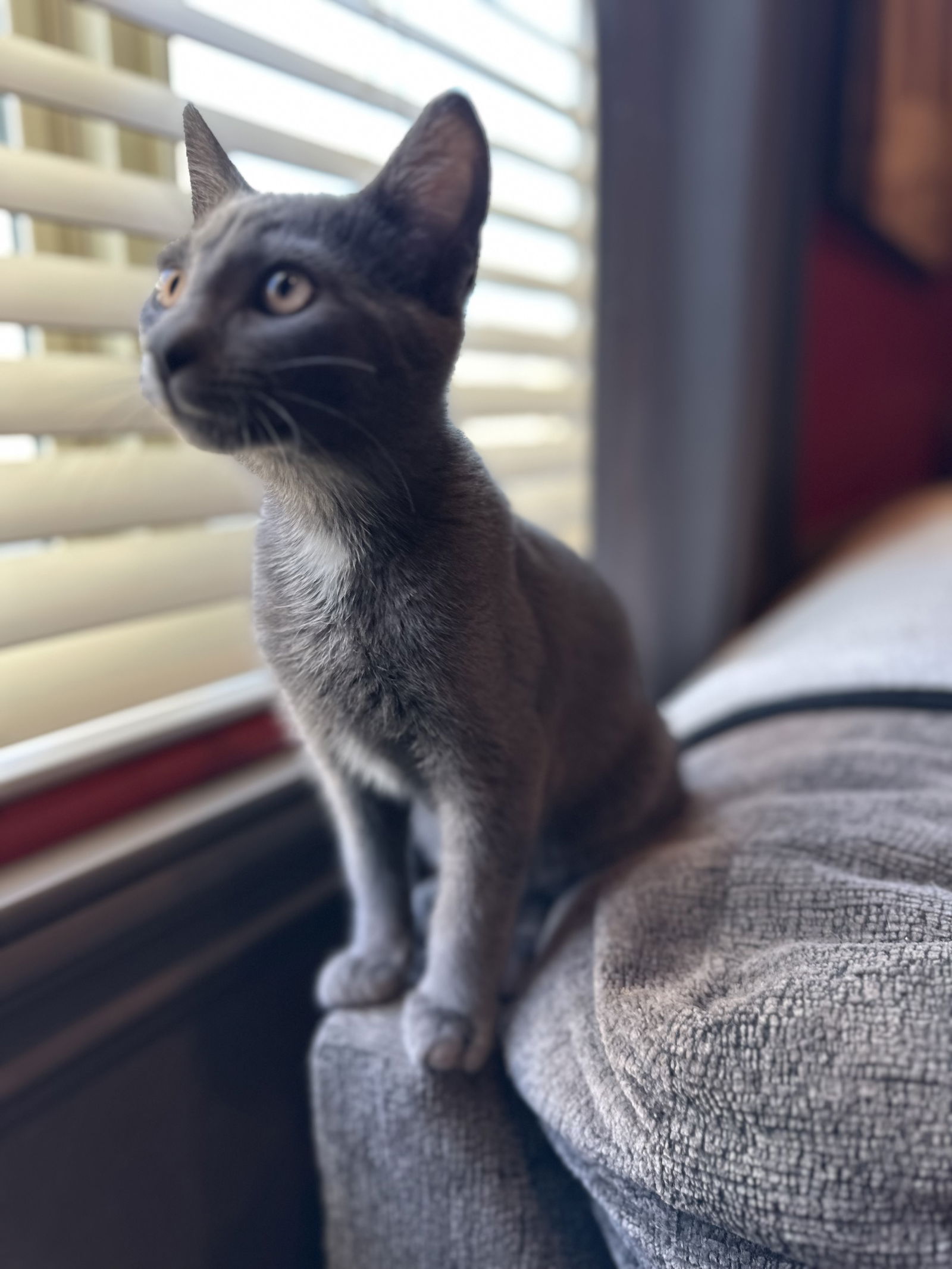 adoptable Cat in Napa, CA named Malcolm ( Monica)