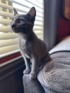 adoptable Cat in napa, CA named Malcolm ( Monica)