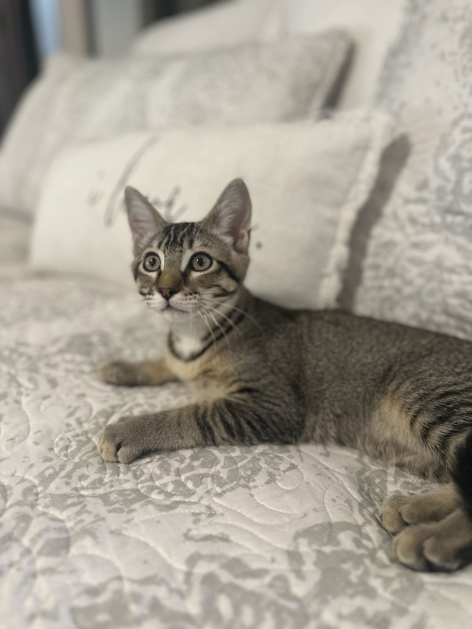 adoptable Cat in Napa, CA named Alfie ( Monica)