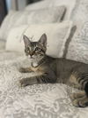 adoptable Cat in napa, CA named Alfie ( Monica)
