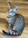 adoptable Cat in napa, CA named Tiger ( Monica)