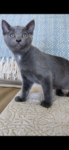 adoptable Cat in napa, CA named Dusty ( Monica )