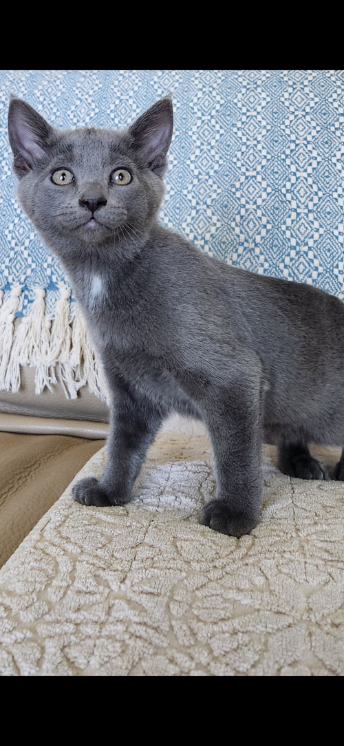 DUSTY NAPA PETCO - Russian Blue available for adoption