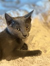 Dusty Napa Petco - Photo 2