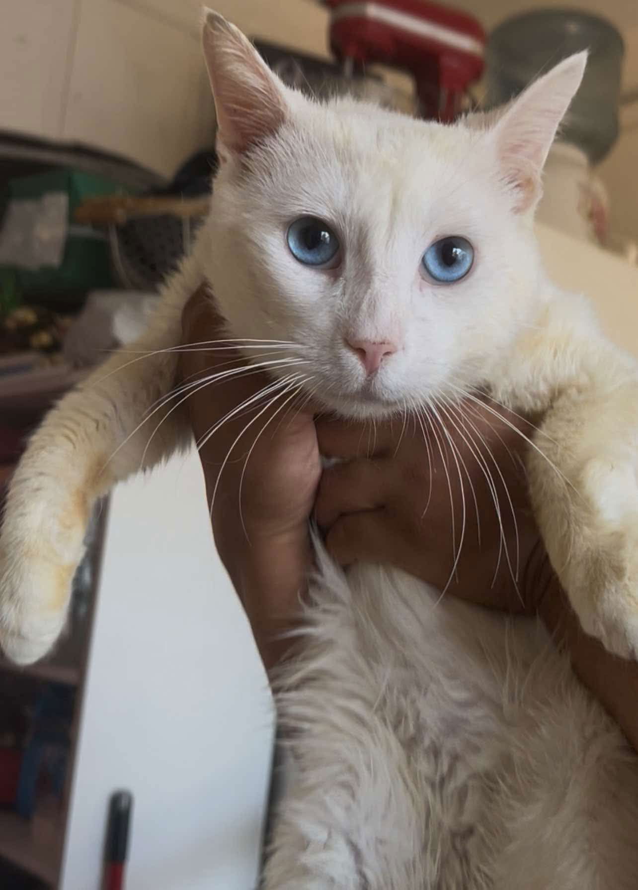 adoptable Cat in Napa, CA named Caspurr ( Lilly)