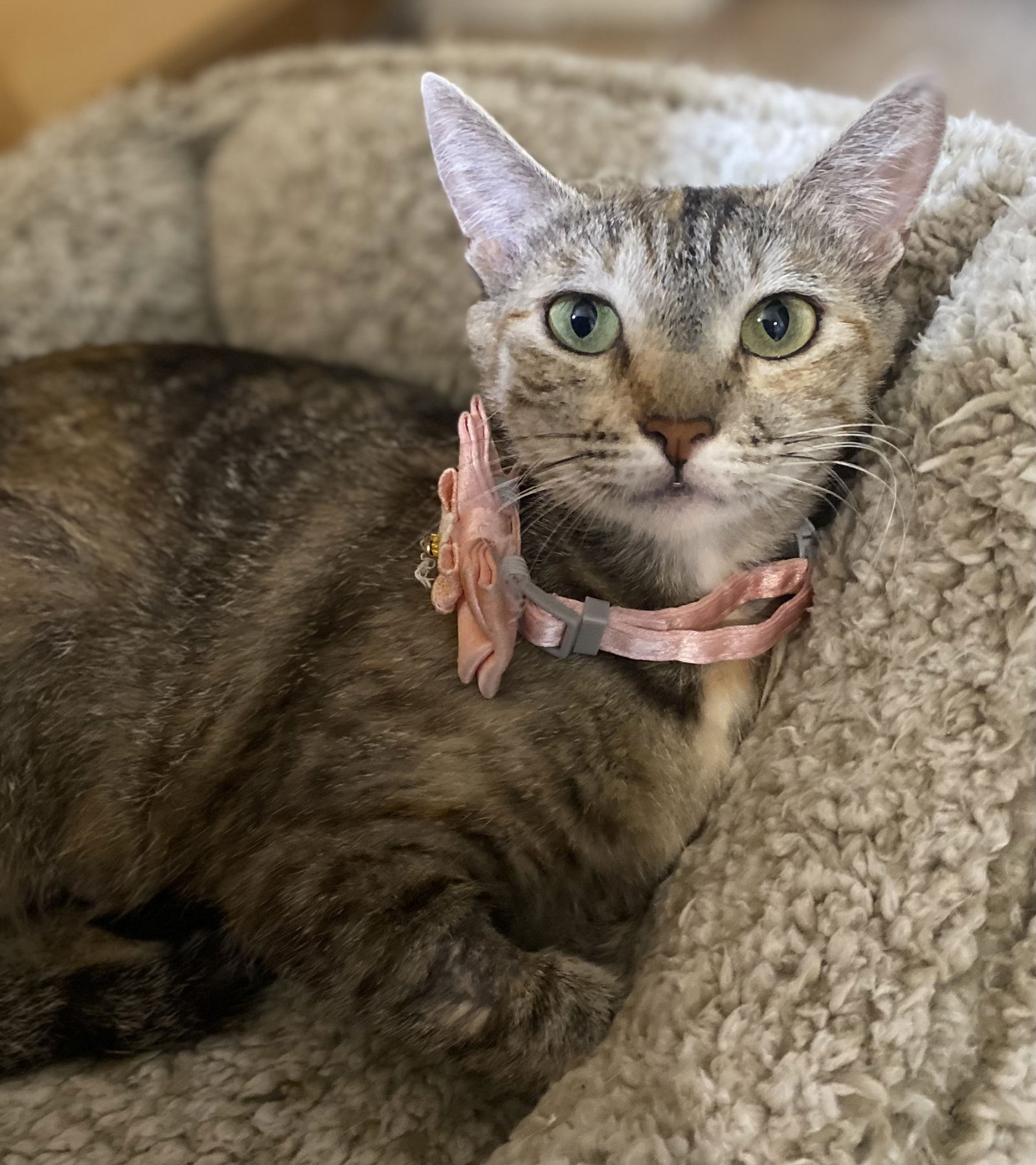 adoptable Cat in Napa, CA named Reece ( KT)