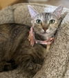 adoptable Cat in napa, CA named Reece ( KT)