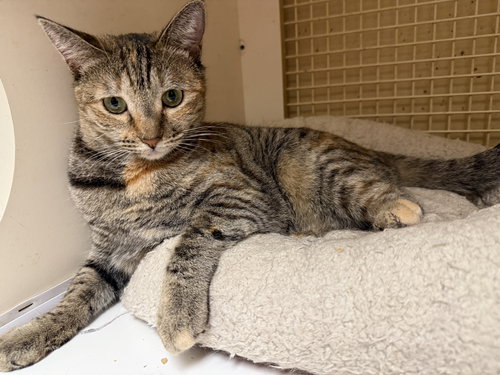 REECE ( KT) - Torbie available for adoption