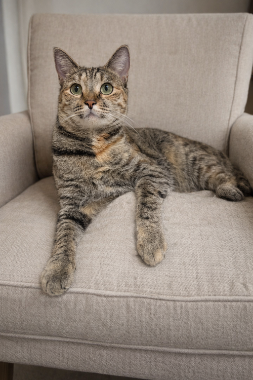 REECE ( KT) - Torbie available for adoption