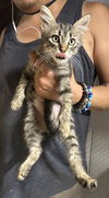 adoptable Cat in  named Brooklyn
