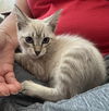 adoptable Cat in napa, CA named Salem Napa