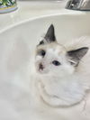 adoptable Cat in napa, CA named Mabel Napa