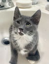 adoptable Cat in napa, CA named Ethel Napa