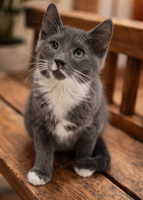 ETHEL NAPA - Tuxedo available for adoption