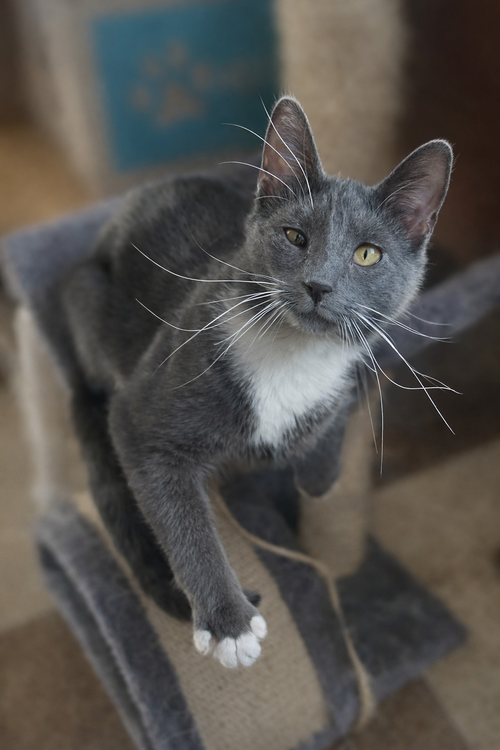 picture of the cat needing adoption