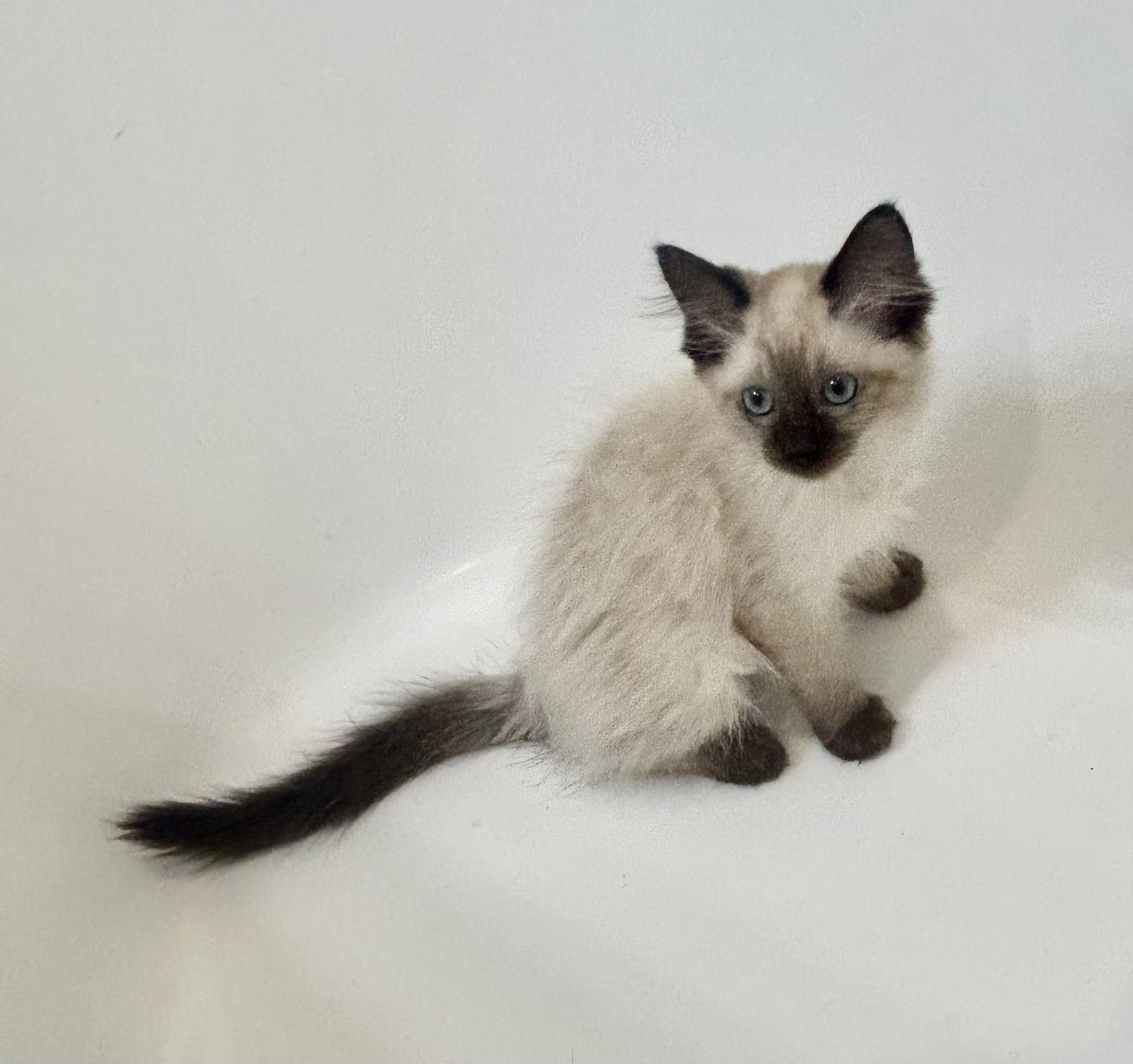 adoptable Cat in Napa, CA named Beatrice