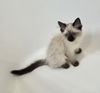 adoptable Cat in napa, CA named Beatrice