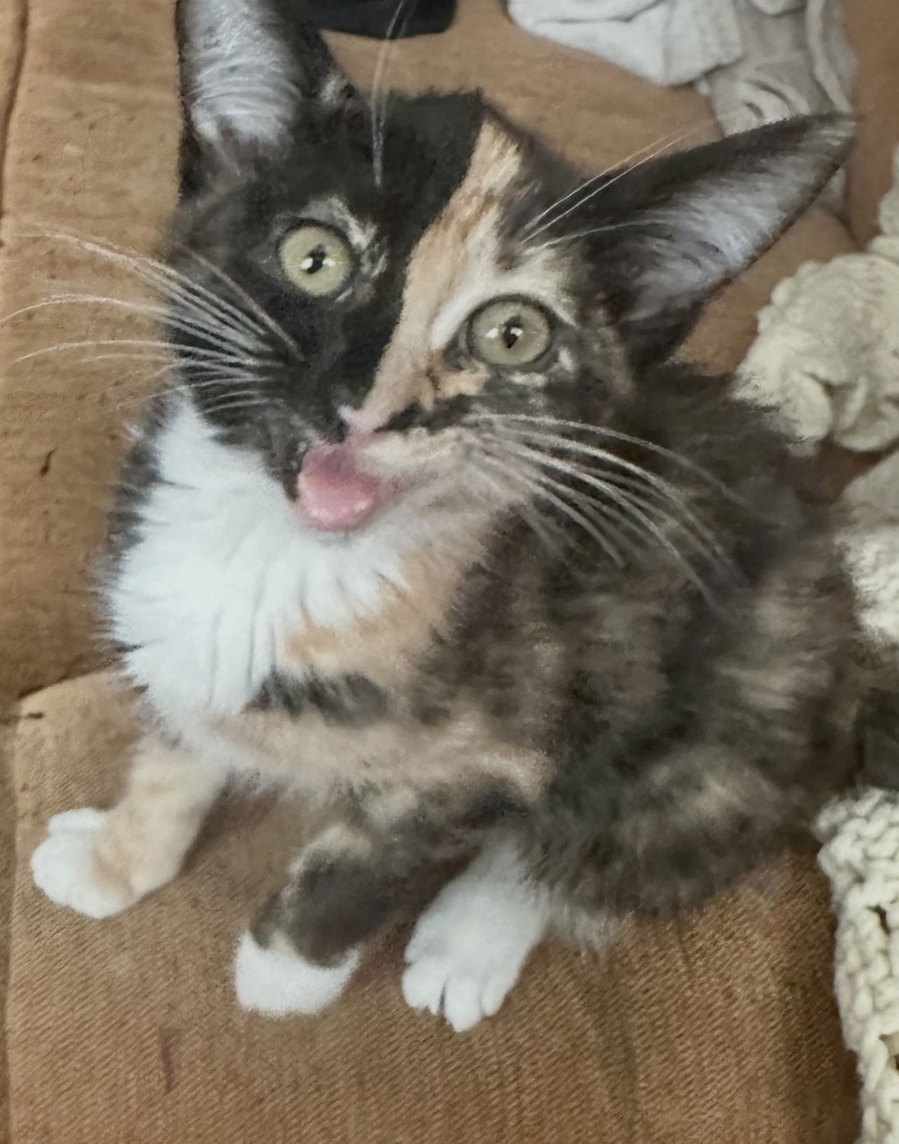 adoptable Cat in Napa, CA named Queen B