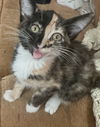 adoptable Cat in  named Queen B