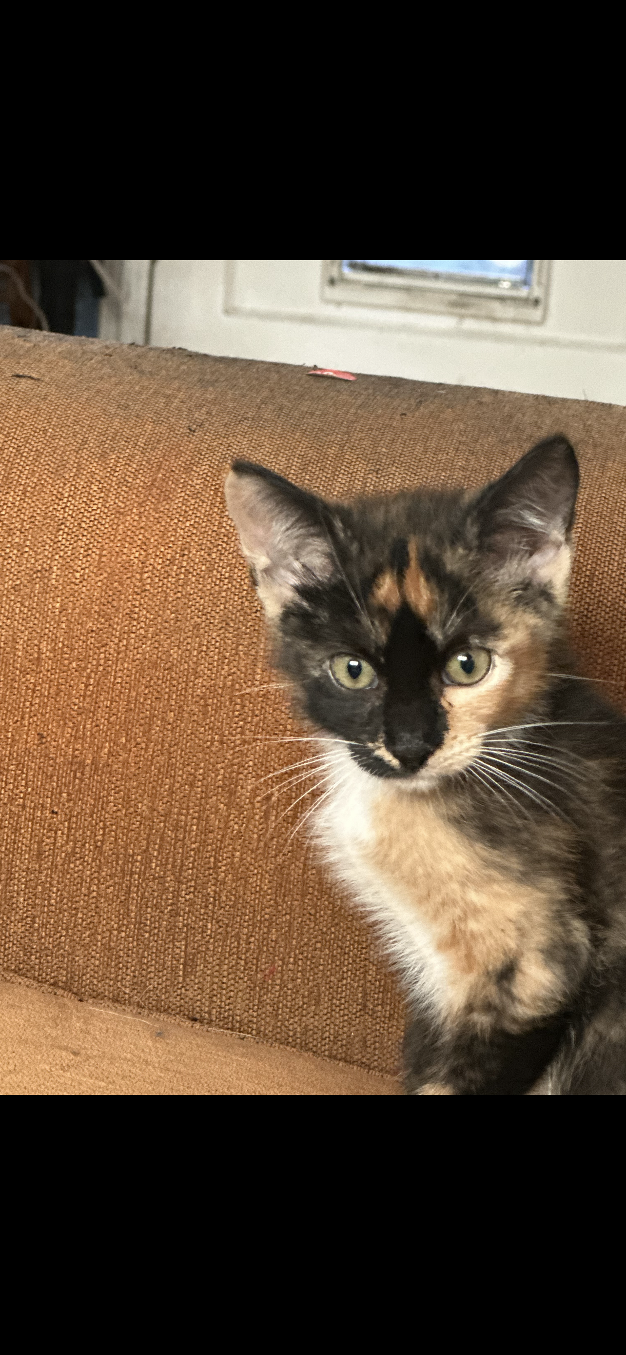 adoptable Cat in Napa, CA named Harley Quinn