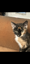 adoptable Cat in napa, CA named Harley Quinn