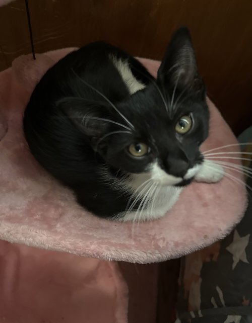 STASHE NAPA - Tuxedo available for adoption