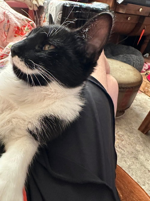 STASHE NAPA - Tuxedo available for adoption