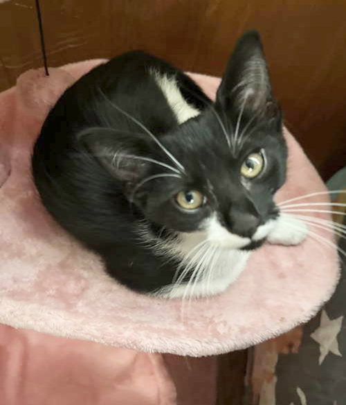 picture of the cat needing adoption