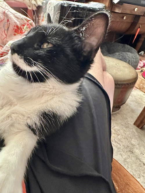 STASHE NAPA - Tuxedo available for adoption