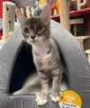 adoptable Cat in napa, CA named Sarge Napa